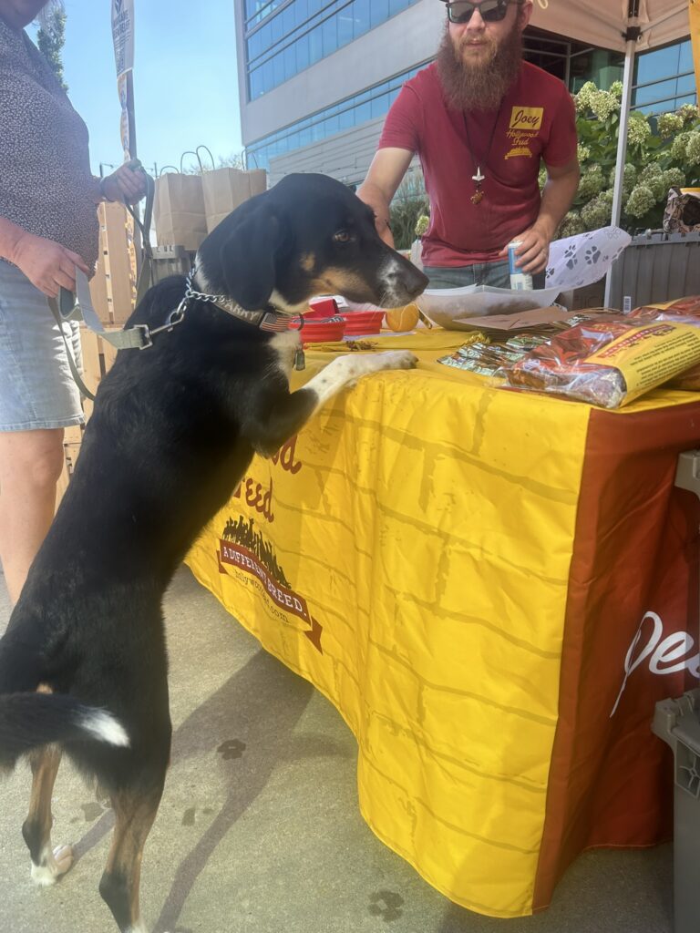 Dog looking for treats at an event
