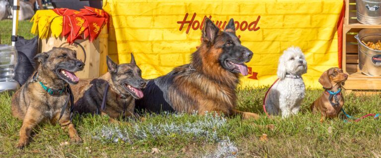 Dogs in a line on the ground being a good dog