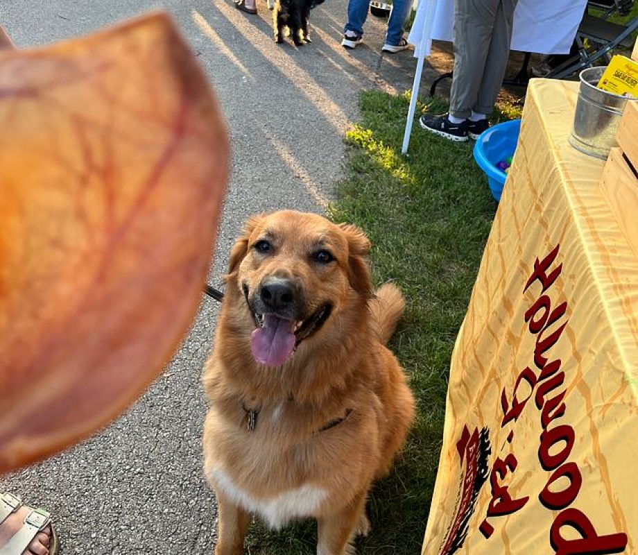 Dog looking at Pig Ear