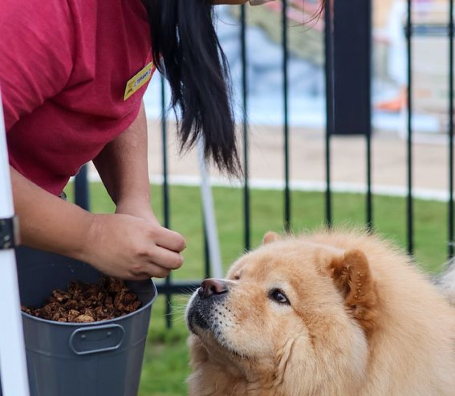 Hollywood Feed Staff giving treats to dog