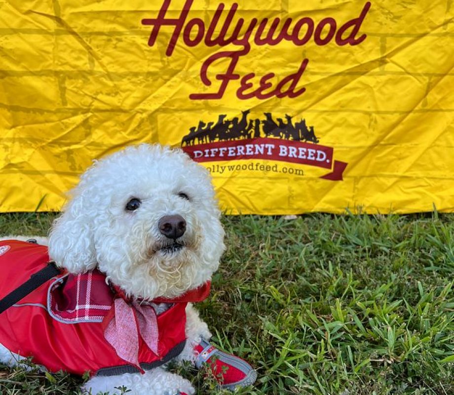 Dog posing for a picture with Hollywood Feed Logo on the background
