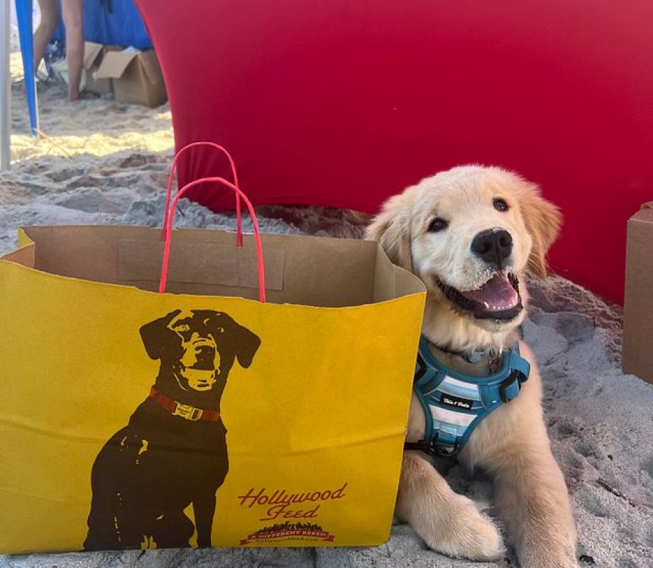 Dog posing against Hollywood Feed Yellow Bag