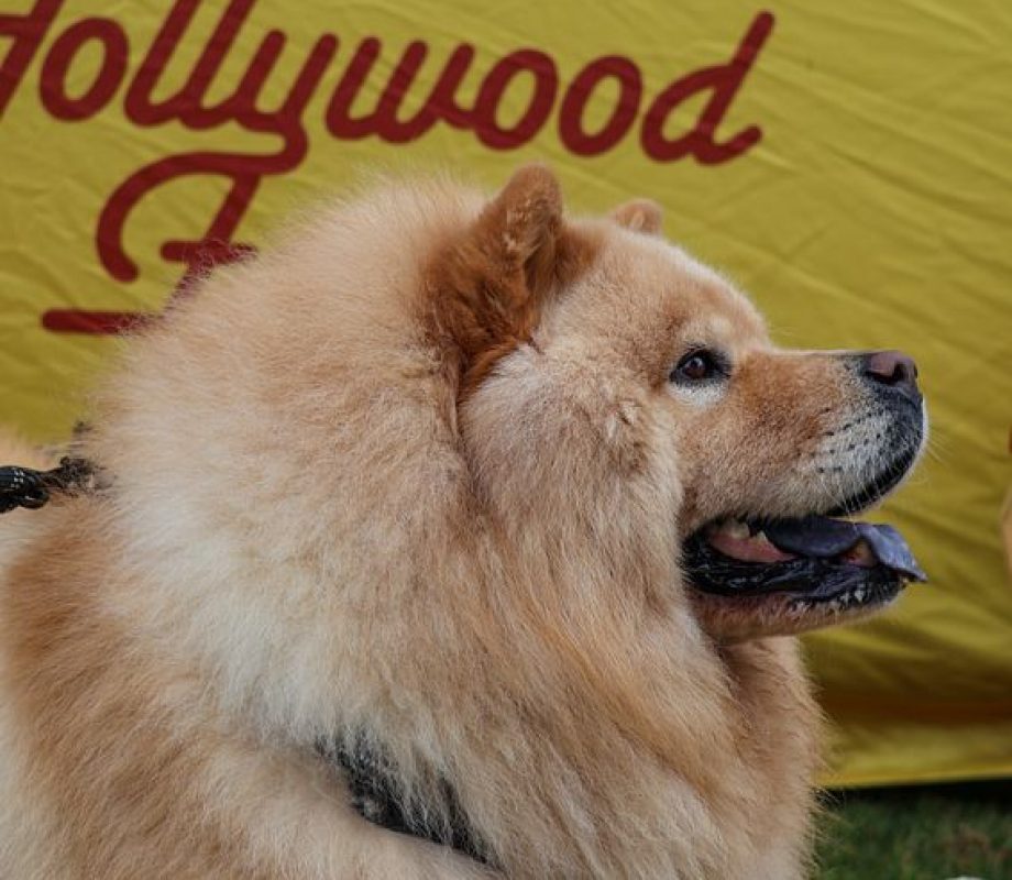 Dog with Hollywood Feed Logo on the background