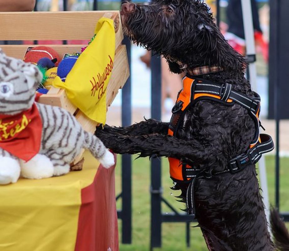 Dog looking for treats at Hollywood Feed Stall