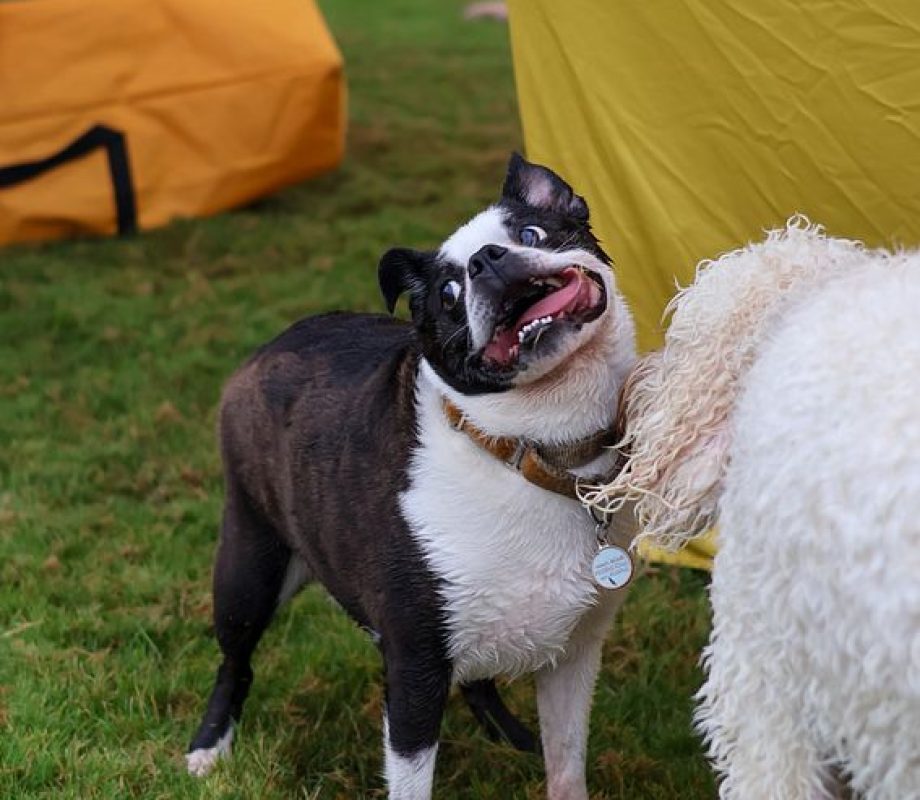 Dog being silly