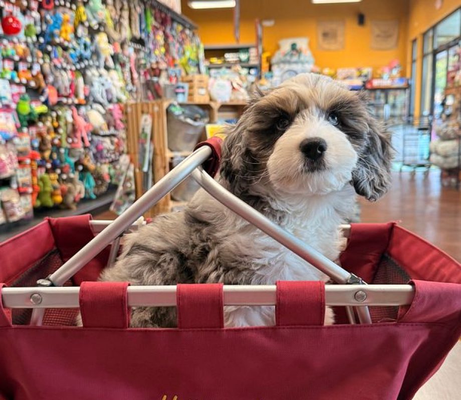 Small Dog in the Hollywood Feed Shopping Tote bag