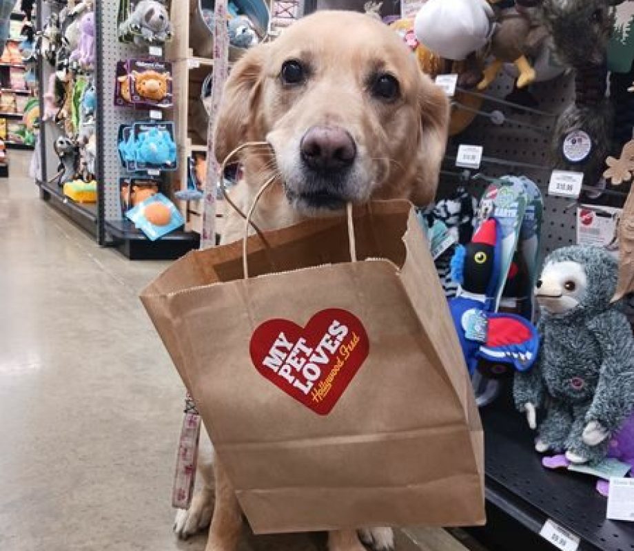 Dog with brown bag
