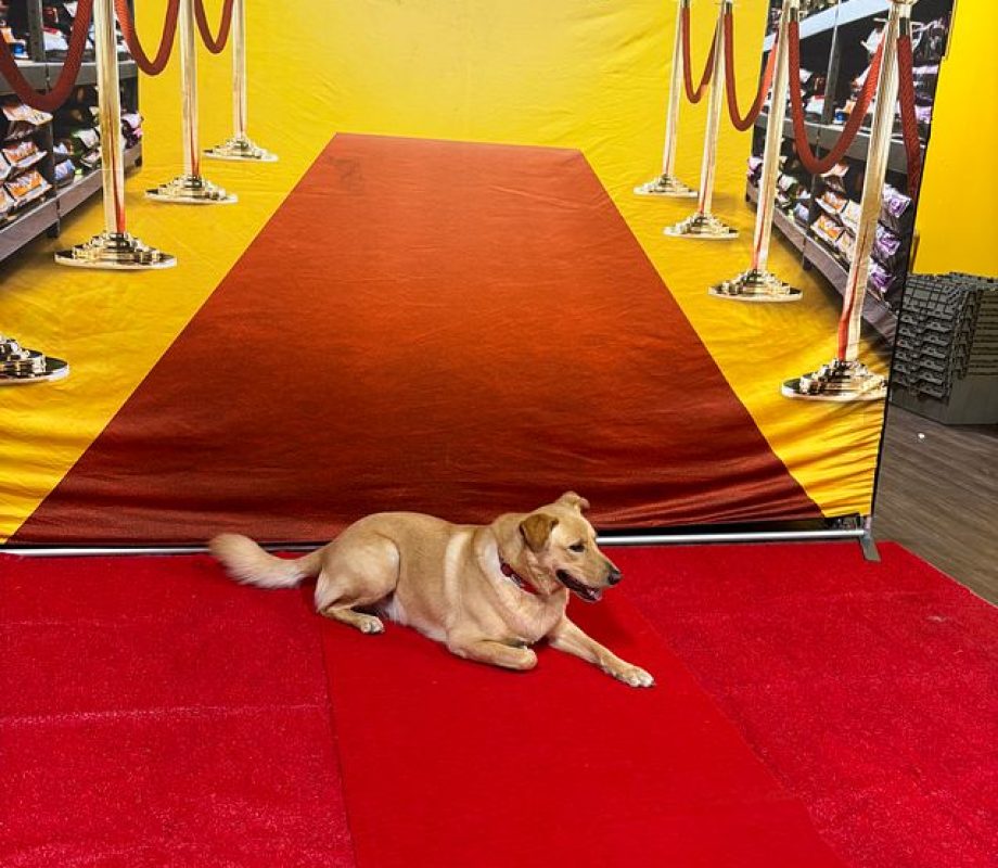 Dog posing on Hollywood Feed Red Carpet background