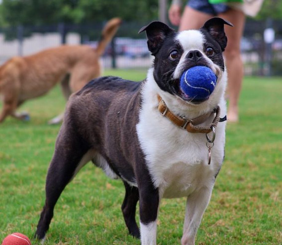 Dog grabbing the Hollywood Feed Tennis Ball